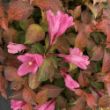 Picture of Midnight Sun™ Weigela Plant