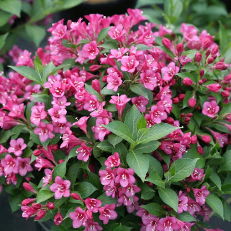 Picture of Snippet® Dark Pink Weigela Plant