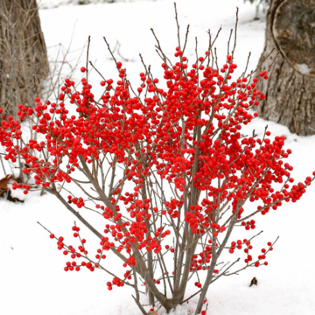 Picture of Berry Poppins® Winterberry