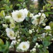 Picture of Double Take™ Eternal White Chaenomeles Plant