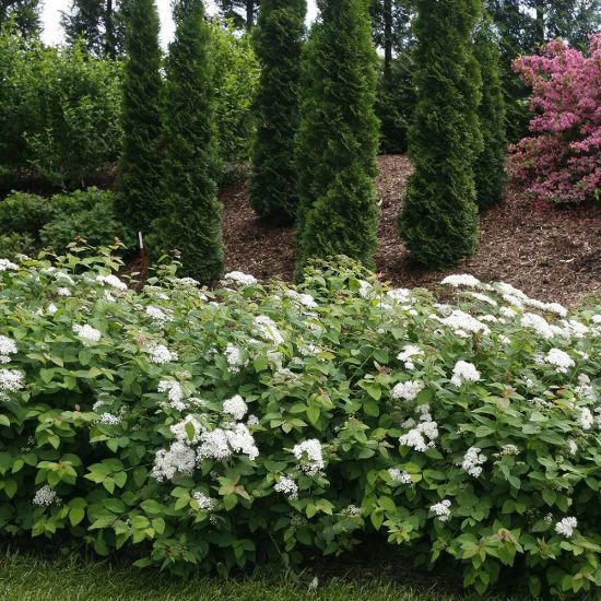Picture of Double Play® Blue Kazoo® Spiraea Plant