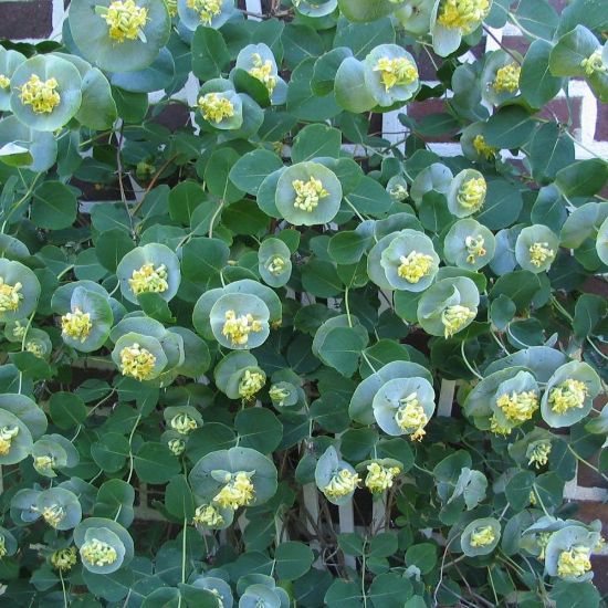 Picture of Kintzley's Ghost® Lonicera Plant