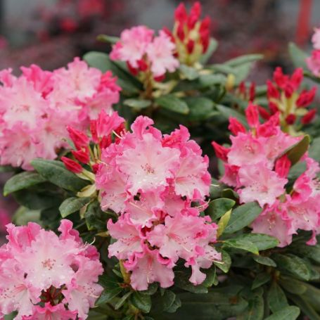 Picture of Dandy Man Color Wheel® Rhododendron Shrub