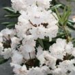 Picture of Dandy Man Color Wheel® Rhododendron Shrub