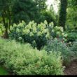 Picture of Limelight Prime® Hydrangea Bush
