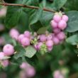 Picture of Proud Berry® Coralberry