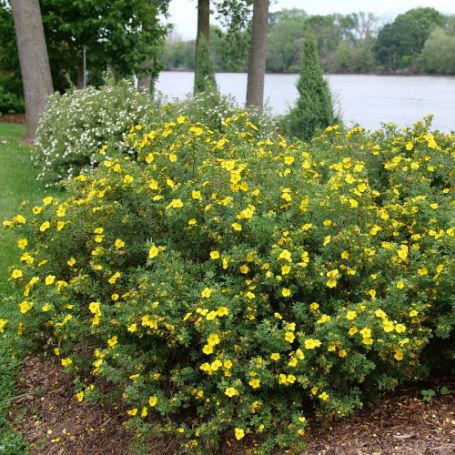 Picture of Happy Face® Yellow Potentilla