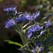 Picture of Beyond Midnight® Caryopteris Plant