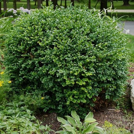 Picture of Neatball™ Buxus