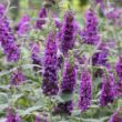 Picture of Miss Violet Buddleia Shrub