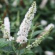 Picture of Miss Pearl Buddleia Shrub