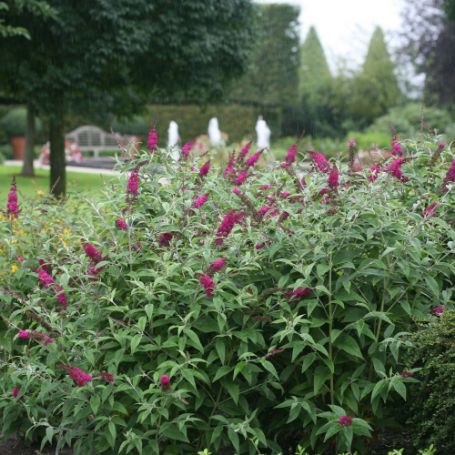 Picture of Miss Ruby Buddleia Shrub