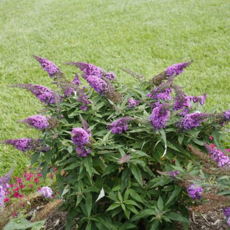 Picture of Pugster Periwinkle® Buddleia Shrub