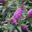 Picture of Pugster Periwinkle® Buddleia Shrub