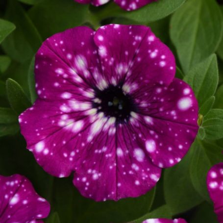 Picture of Headliner™ Electric Purple Sky Petunia Plant