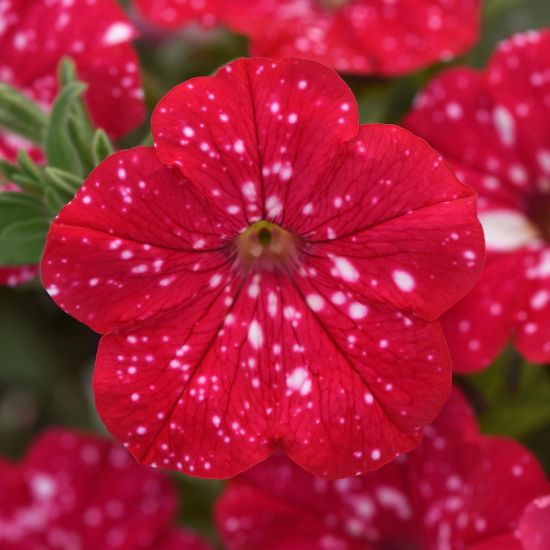 Picture of Headliner™ Strawberry Sky Petunia Plant