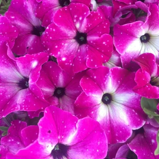 Picture of Headliner™ Enchanted Sky Petunia Plant