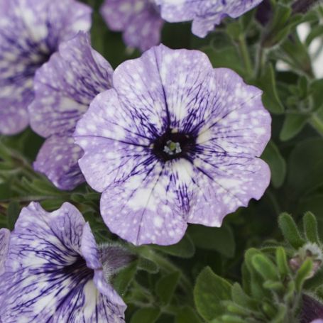 Picture of Headliner™ Crystal Sky Petunia Plant