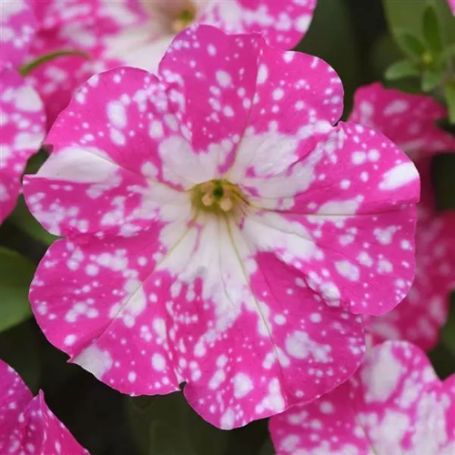 Picture of Headliner™ Light Pink Sky Petunia Plant