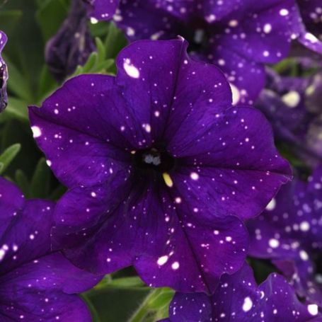Picture of Headliner™ Violet Sky Petunia Plant