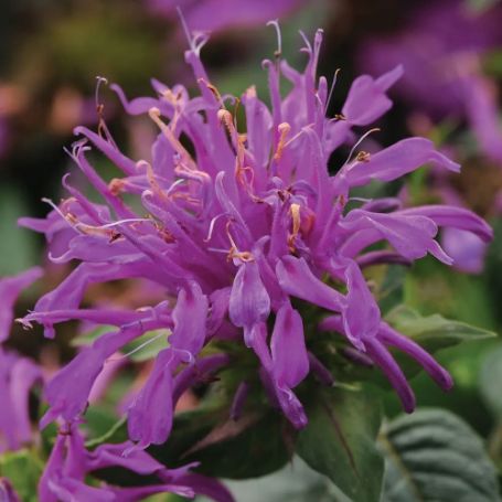Picture of Balmy™ Lilac Monarda Plant