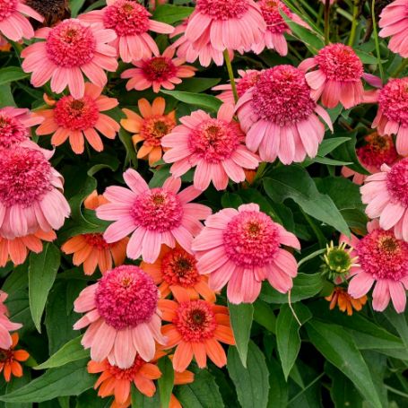 Picture of Double Dipped Rainbow Sherbet Echinacea Plant
