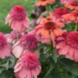 Picture of Double Dipped Rainbow Sherbet Echinacea Plant