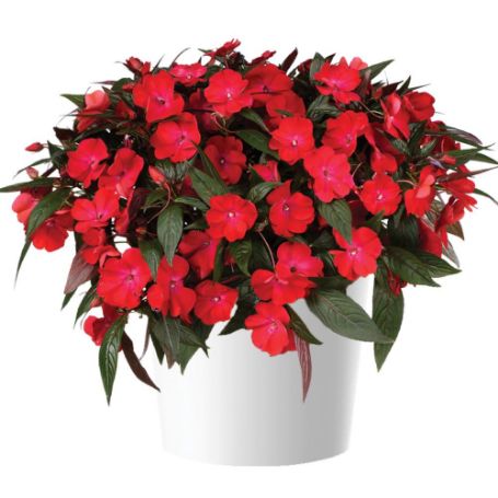 Picture of Harmony® Colorfall™ Dark Leaf Red Impatiens Plant