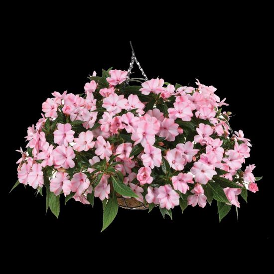 Picture of Harmony® Colorfall™ Light Coral Impatiens Plant