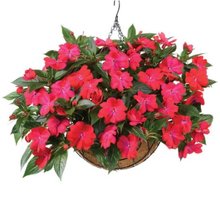 Picture of Harmony® Colorfall™ Neon Red Impatiens Plant