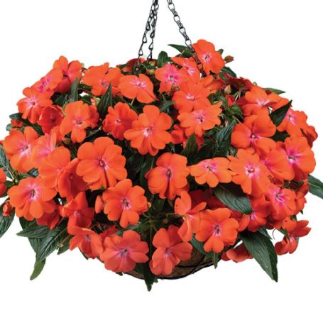 Picture of Harmony® Colorfall™ Orange Impatiens Plant