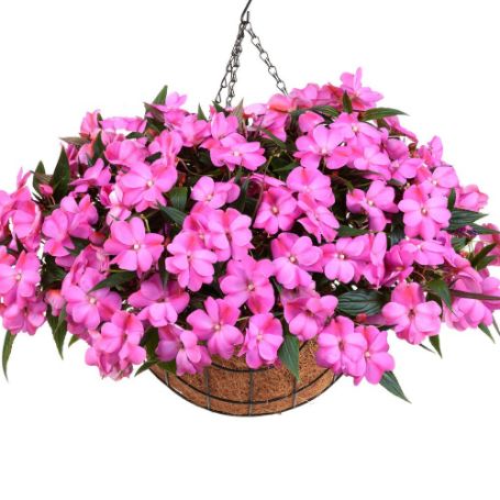 Picture of Harmony® Colorfall™ Passion Impatiens Plant
