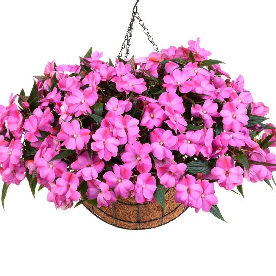 Picture of Harmony® Colorfall™ Passion Impatiens Plant
