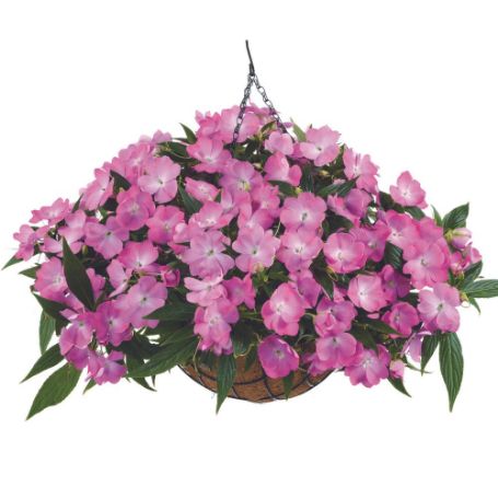 Picture of Harmony® Colorfall™ Pink Impatiens Plant