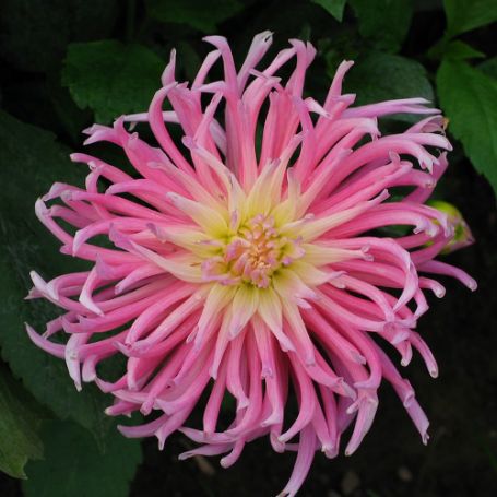 Picture of Star's Favourite Dahlia Plant
