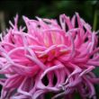 Picture of Star's Favourite Dahlia Plant