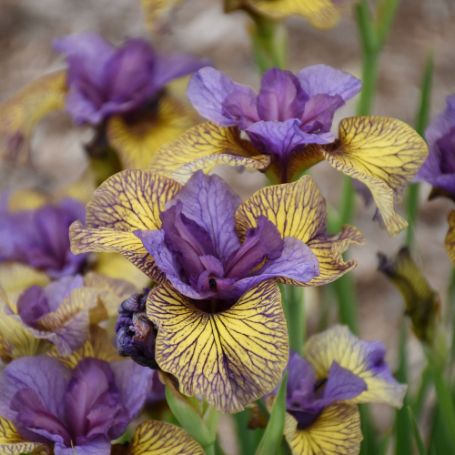 Picture of Purring Tiger Iris Plant