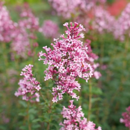 Picture of Bloomerang® Ballet Lilac Bush