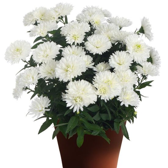 Picture of Showmakers® Artic White Aster Plant