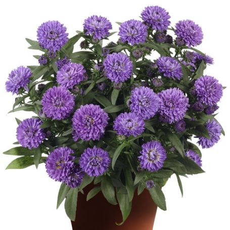 Picture of Showmakers® Blue Bayou Aster Plant