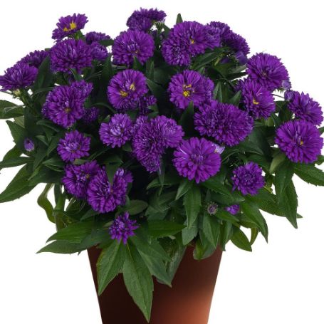 Picture of Showmakers® Indigo Ice Aster Plant