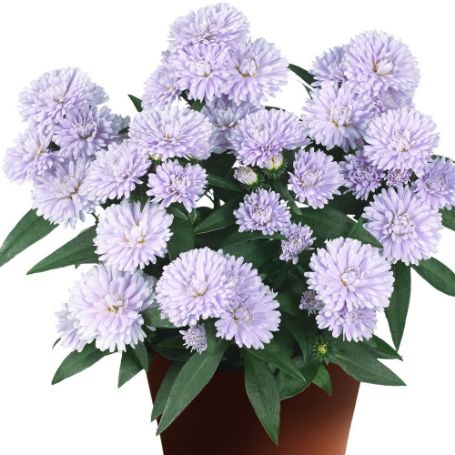 Picture of Showmakers® Lilac Sunset Aster Plant