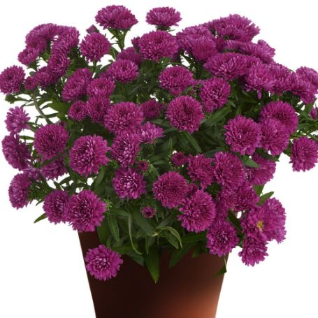 Picture of Showmakers® Magenta Aster Plant
