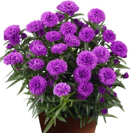 Picture of Showmakers® Pretty Pink Aster Plant