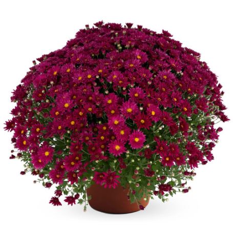 Picture of Teresa™ Pink Yoder Mum Plant