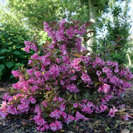 Picture of Sonic Bloom® Wine Weigela Plant