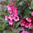 Picture of Sonic Bloom® Wine Weigela Plant