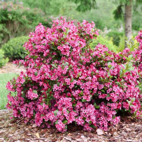 Picture of Sonic Bloom® Punch Weigela Plant