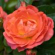 Picture of Knock Out® Orange Glow Rose Bush