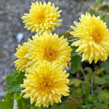 Picture of Muted Sunshine Perennial Mum Plant